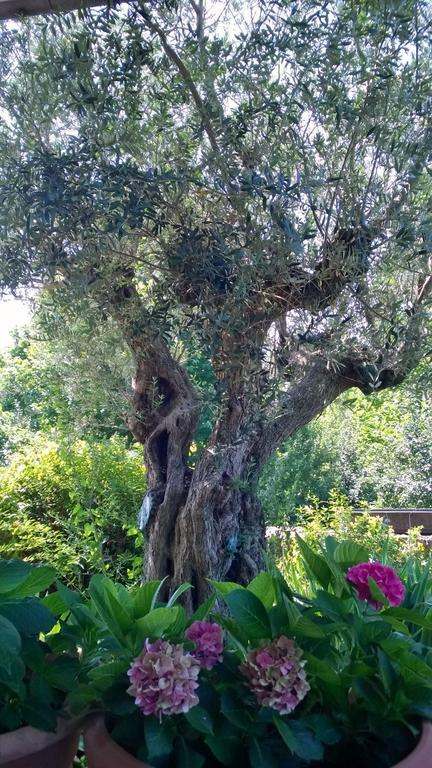 Il Giuggiolo Bed & Breakfast Conegliano Exterior photo