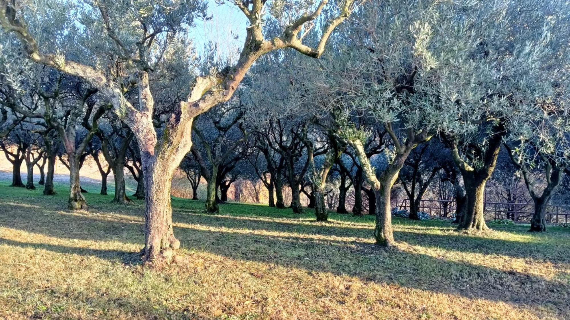Il Giuggiolo Bed & Breakfast Conegliano Exterior photo
